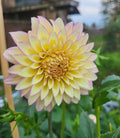 Bloomquist Blush - Cutting