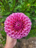 Bracken Rose