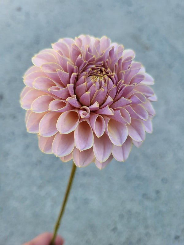 Cinder Rose - Cutting