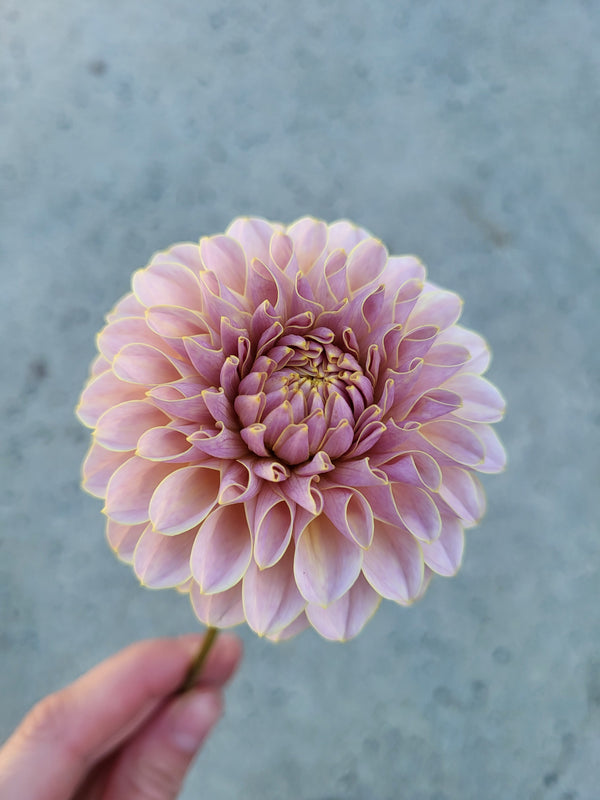 Cinder Rose - Cutting