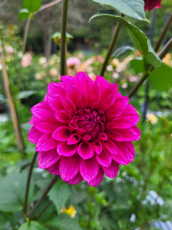 RM Berry Bliss - Cutting